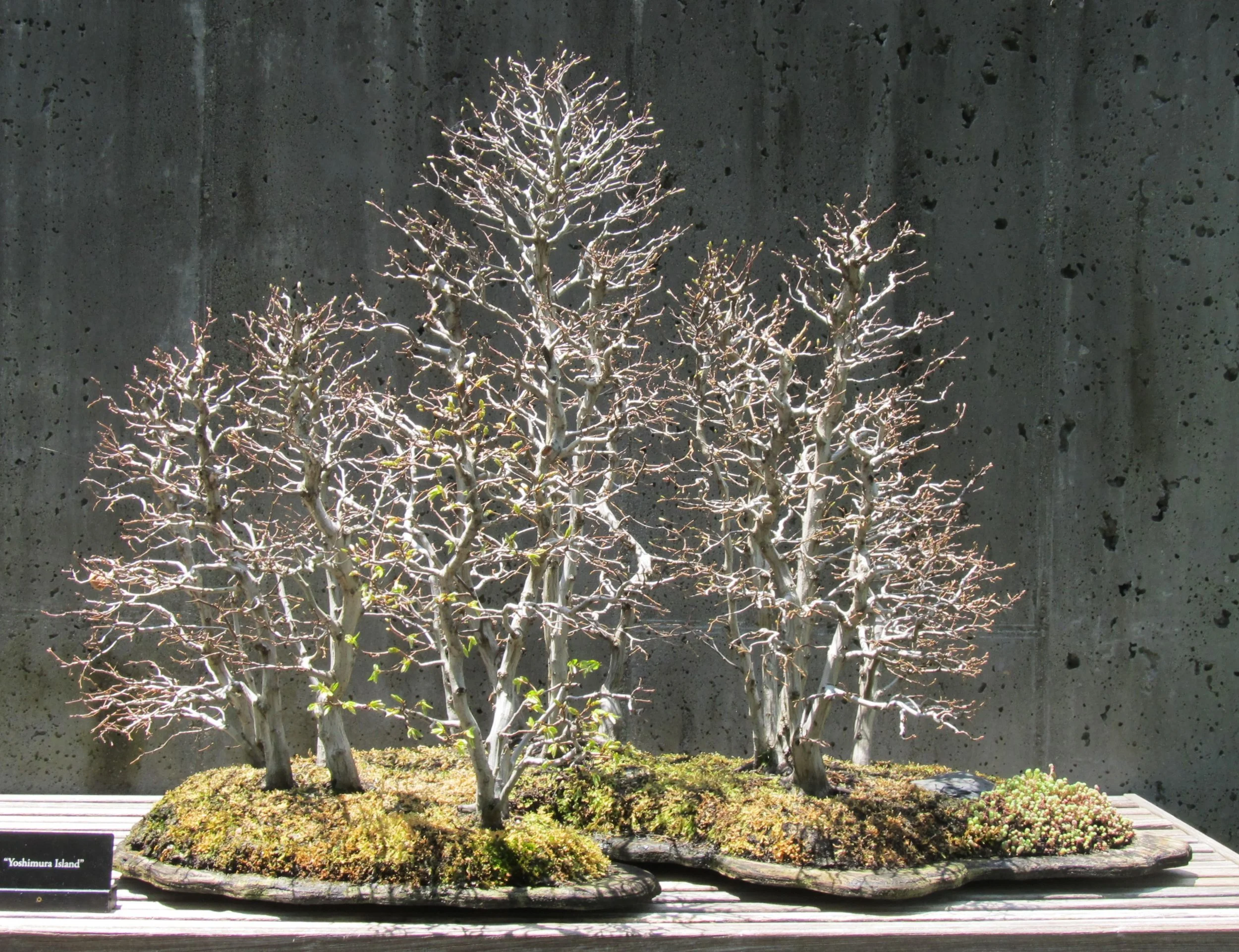 パリピシャンパン　tree with your バイオイアー Japanese Umbrella Pine: A Living Fossil for the Winter